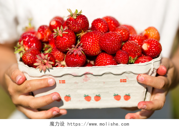 一个人手拿一筐新鲜的草莓特写镜头的女孩拿着草莓盒